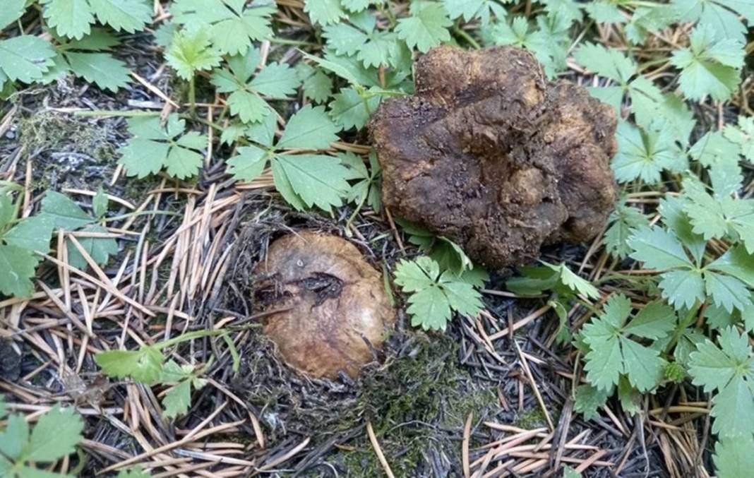 İlk kez keşfedildi: Dünyada sadece o kentimizde yetişiyor! Meğer ağaçların altındaymış, bugüne kadar fark edilmemiş 5